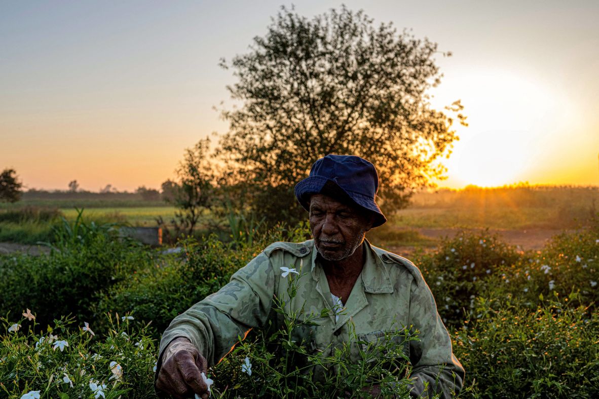 An agricultural worker harvests jasmine flowers at sunrise in the Egyptian village of Shubra Balula on Monday, July 7.