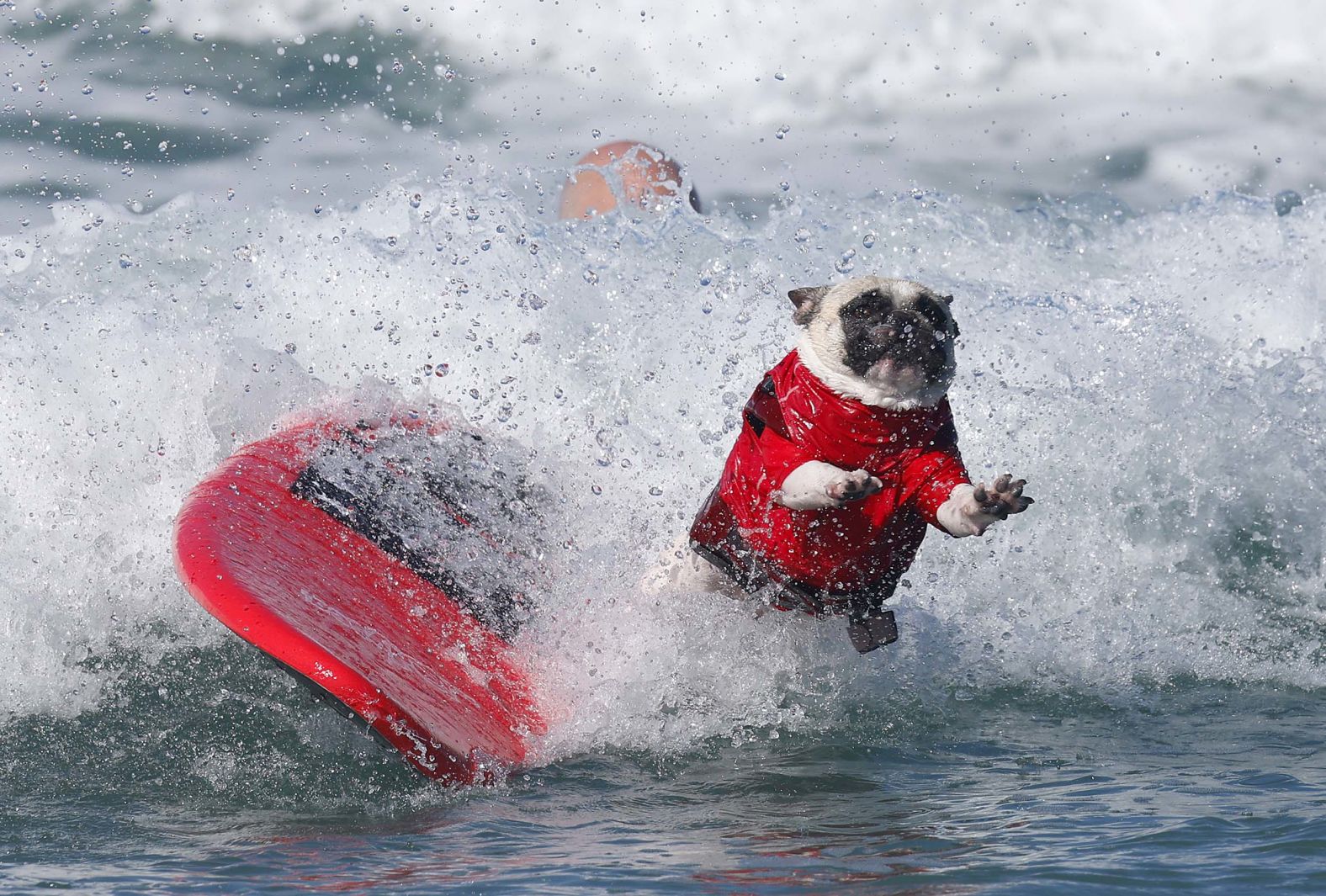A French bulldog named Rocket takes part in the annual Surf Dog Surf-A-Thon in Del Mar, California, on Sunday, September 7.