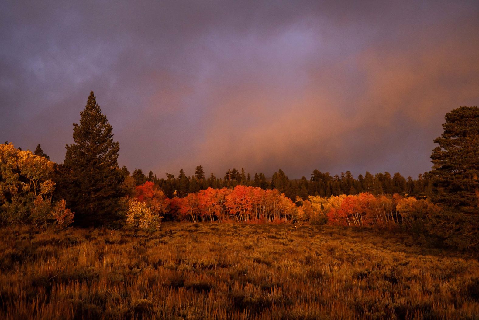 Sunrise pierces a stormy morning, illuminating aspen trees and bringing a splash of fall color to the Virginia Lakes area near Lee Vining, California, on Thursday, October 2.