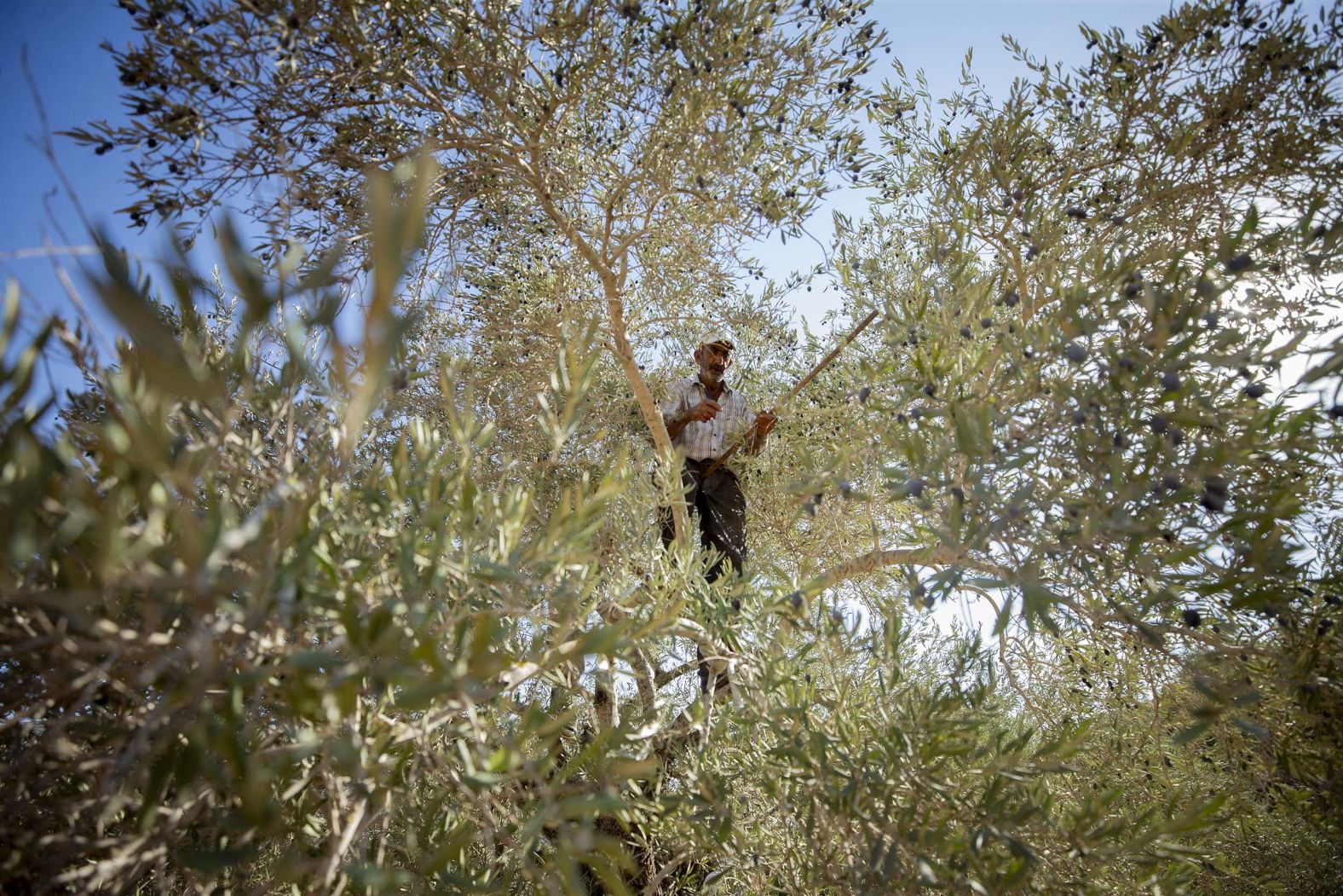 A man climbs a tree to collect olives in Ramallah, West Bank, on Monday, October 27.