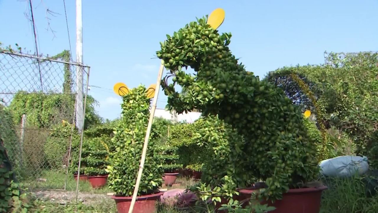 It's believed that the more kumquat fruits on the tree, the luckier your family will be in the new year.