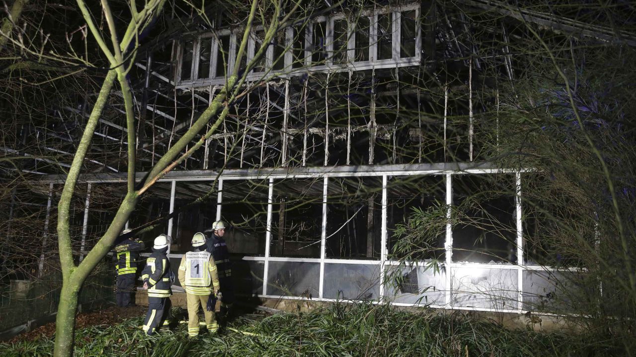Firefighters examine the enclosure at Krefeld Zoo, following a blaze that left scores of animals dead.