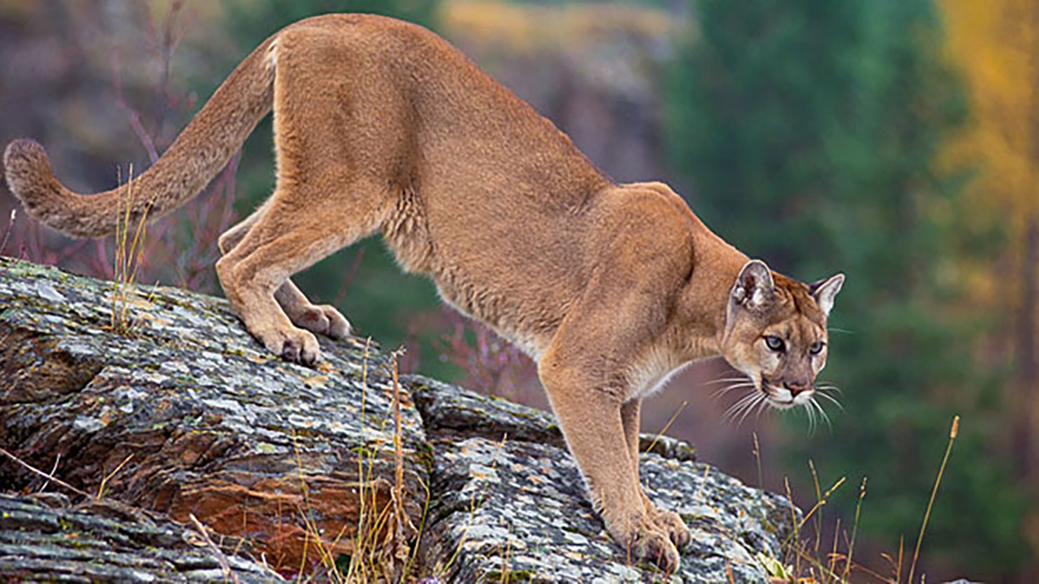 Three mountain lions killed after they ate human remains near a popular