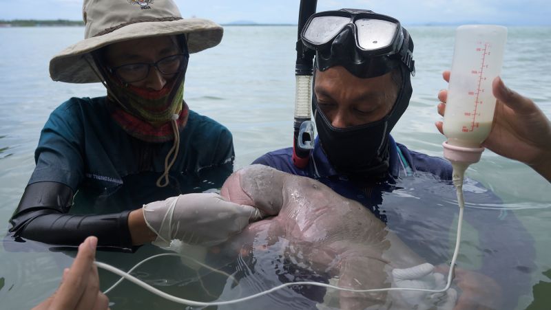 Koh Libong: A haven for Thailand's threatened dugong population | CNN