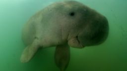 This picture taken on May 23, 2019 shows Mariam the dugong as she swims in the waters around Libong island, Trang province in southern Thailand. - An orphaned baby dugong rescued off a beach in Krabi province is Thailand's newest star, capturing the hearts of millions on social media and igniting an awarness for ocean conservation as authorities hand-raise the young mammal. (Photo by Sirachai ARUNRUGSTICHAI / AFP)        (Photo credit should read SIRACHAI ARUNRUGSTICHAI/AFP via Getty Images)