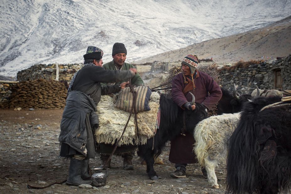The herders use the least stubborn yaks for transportation.
