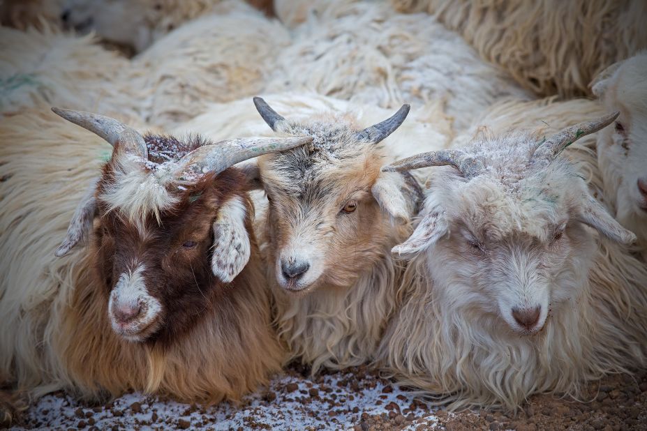 Pashmina goats huddle up together in their enclosure after a long, cold day in the mountains.