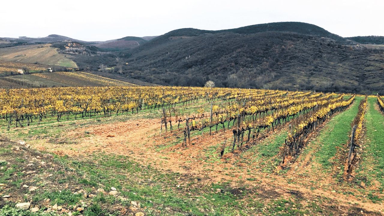 <strong>Harvesting process: </strong>Essencia can only be made during years when the harvest is "exceptionally good," with more or less perfect conditions for botrytis.