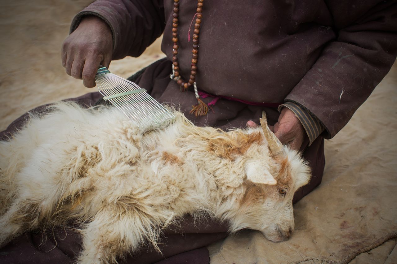 The goats naturally begin shedding their fur in the spring, and herders harvest it using a special comb.