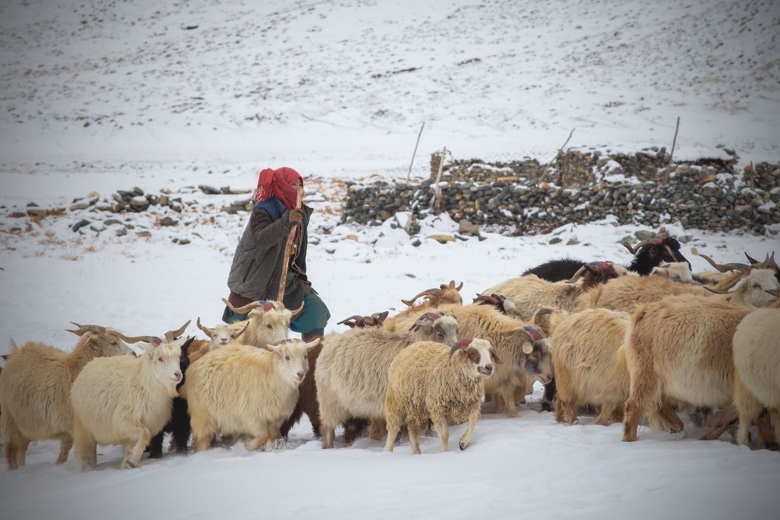 Moving thousands of goats over vast distances requires skill and experience if herders are to prevent injury to -- or loss of -- their animals. 