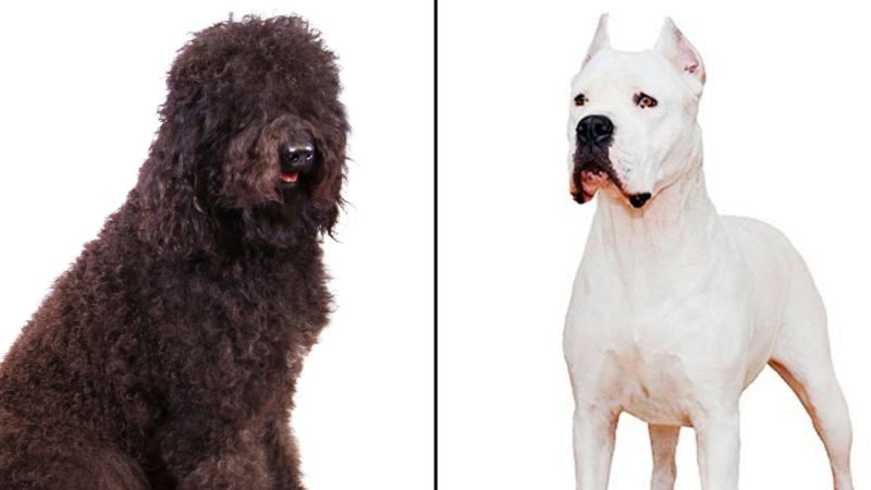Breeds Who Enjoy Drafting Just for the Haul of it – American Kennel Club