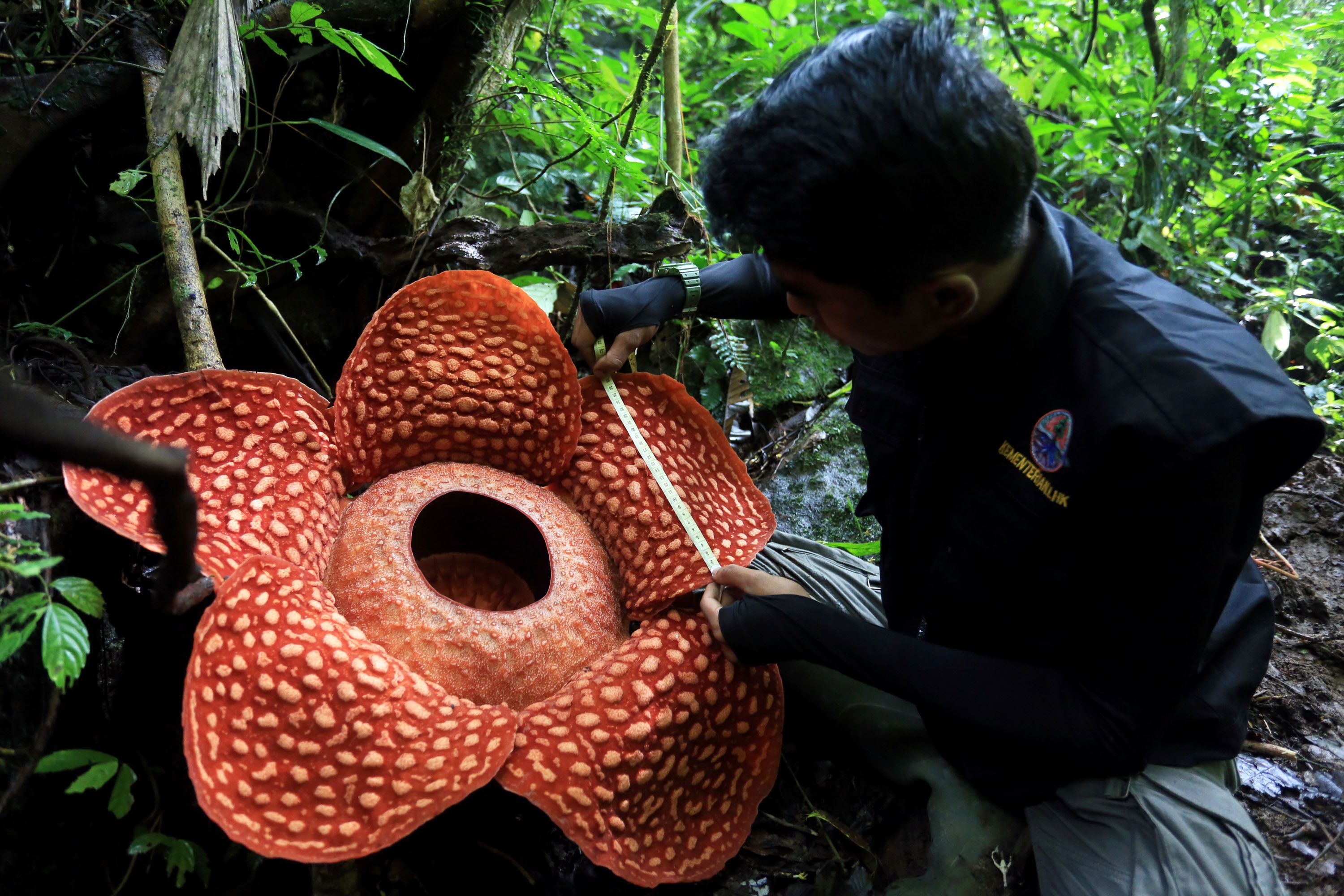Unearthing the Wonders of Indonesia's Rainforest: The Majestic World of ...