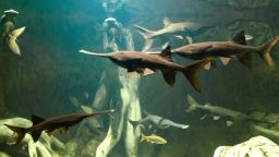 The Chinese paddlefish is believed to have vanished in the wild between 2005 and 2010, according to a new research.