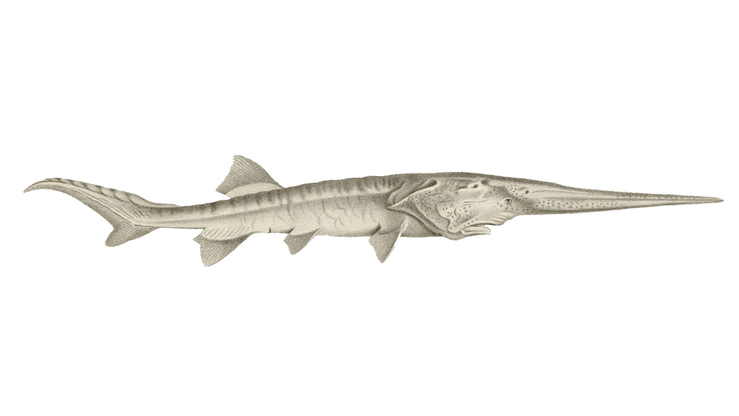 The Chinese paddlefish reached up to 7 meters (23 feet) in length and weighed up to 450 kilograms (992 pounds).