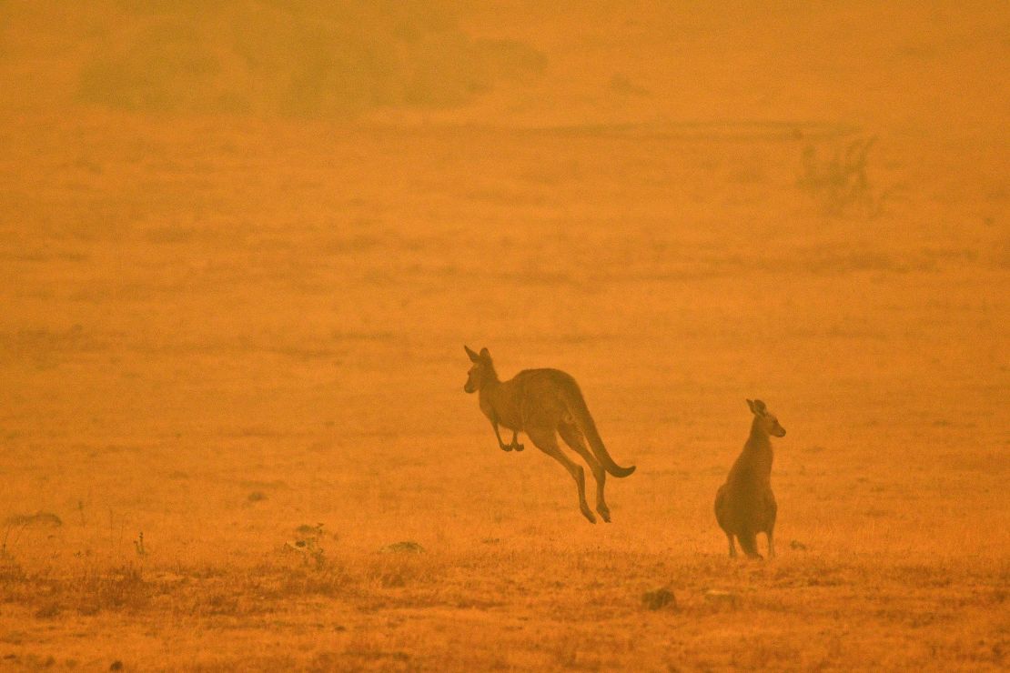 A kangaroo in a smoky field on the outskirts of Cooma, New South Wales on January 4, 2020. 