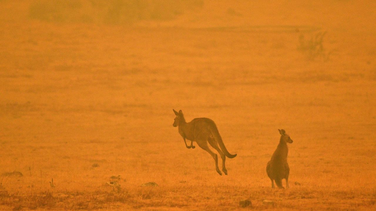 A kangaroo in a smoky field on the outskirts of Cooma, New South Wales on January 4, 2020.