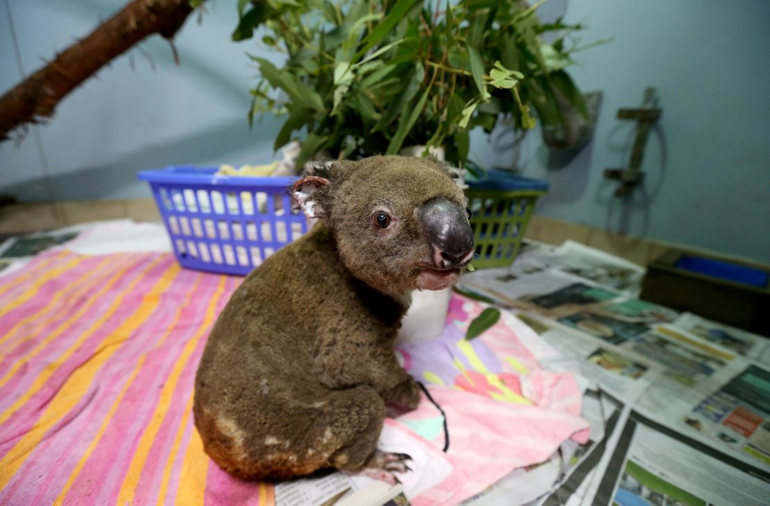 A koala recovering from burns at The Port Macquarie Koala Hospital on November 29, 2019.
