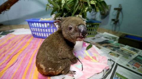 29 novembre 2019 Un koala en convalescence après des brûlures à l'hôpital Port Macquarie Koala.