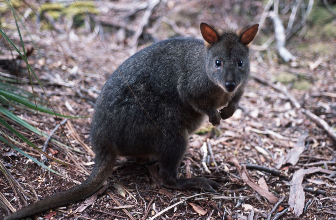 A potoroo, a small marsupial that belongs to the kangaroo family.