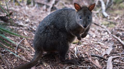 Potoroo, un petit animal en jachère appartenant à la famille des kangourous.