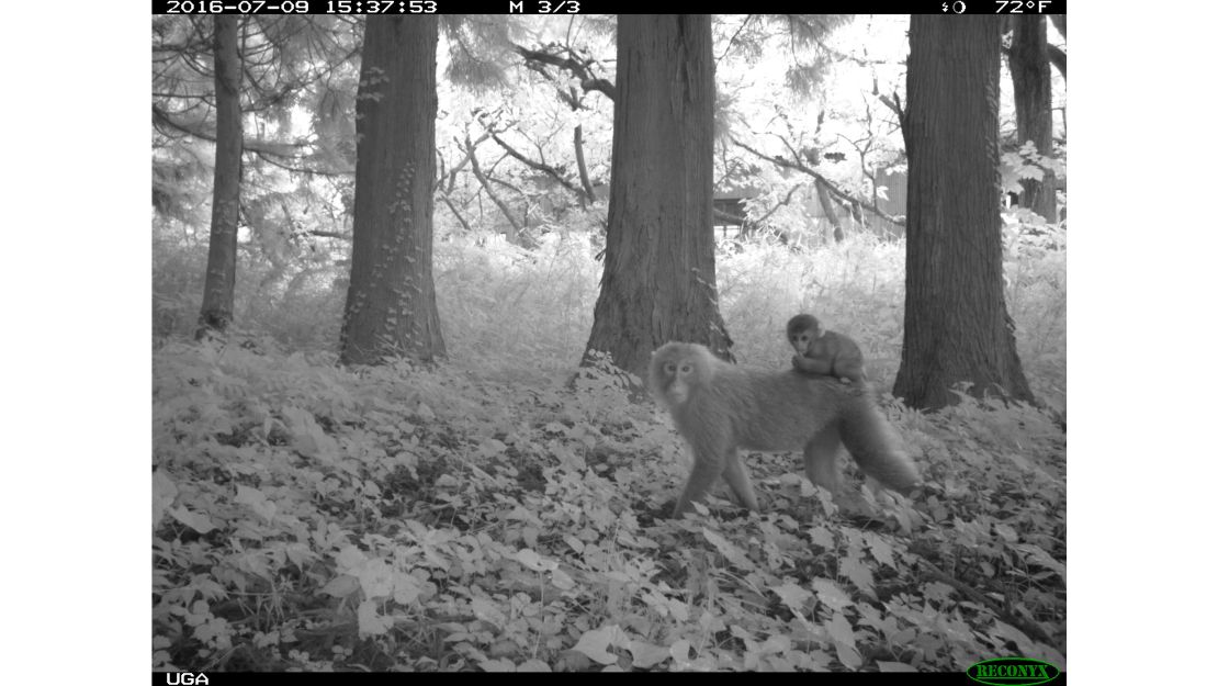 Researchers captured images of more than 20 species, including macaques, in the area around the plant. 