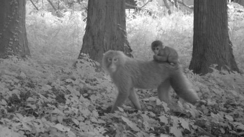 Researchers captured images of more than 20 species, including macaque monkeys, in the areas surrounding the plant. 