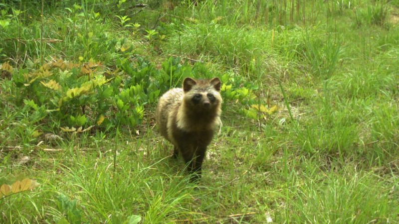 Wildlife flourishing in uninhabited areas round Fukushima