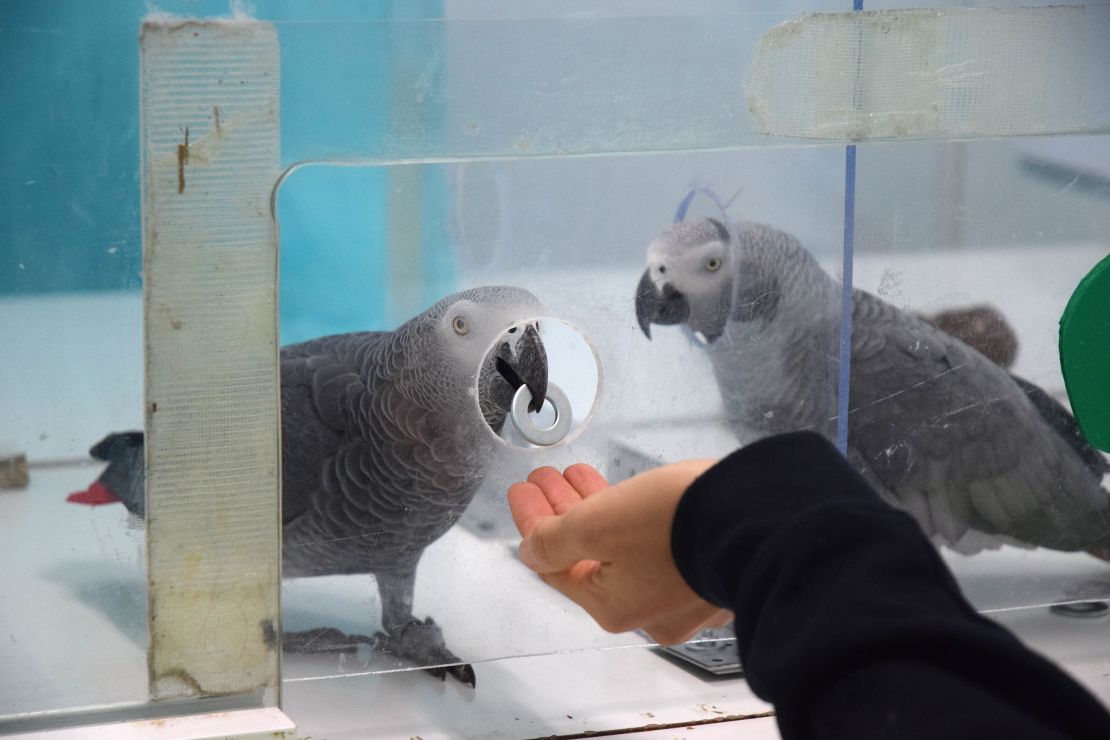 This image shows an African grey parrot returning a token to the researcher.