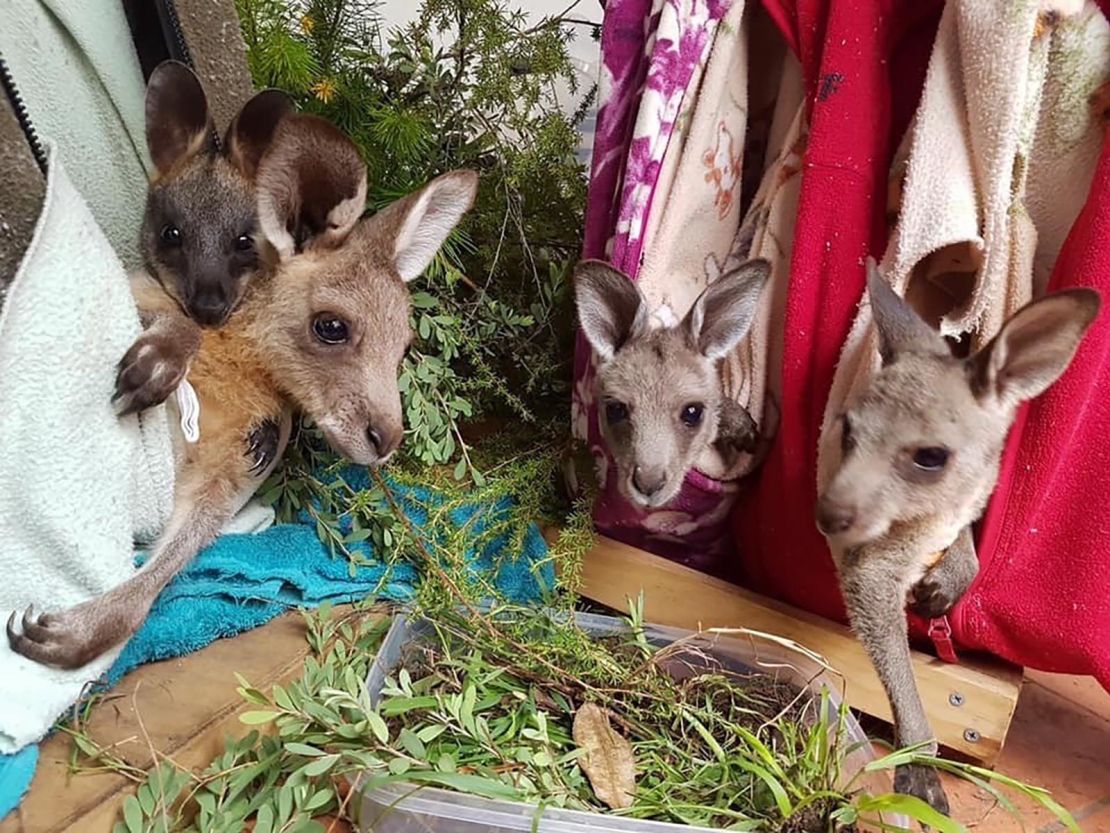 Kangaroo joeys hang out in pouches-turned-hammock, designed to mimic their mothers' pouches.