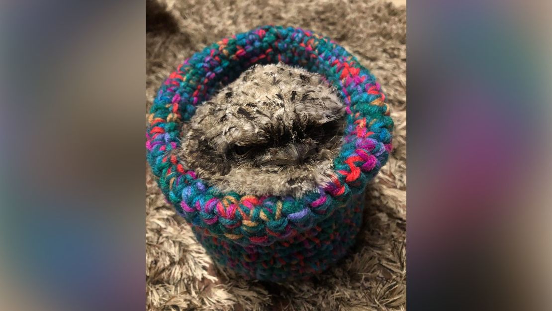 A grumpy tawny frogmouth looks rather snuggly in its new crochet nest.
