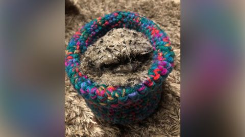 A grumpy tawny frogmouth looks rather snuggly in its new crochet nest. 