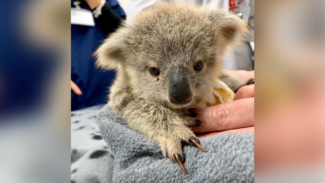 An orphaned koala joey is nestled in a pouch, sewn for it by a volunteer of the Animal Rescue Craft Guild.