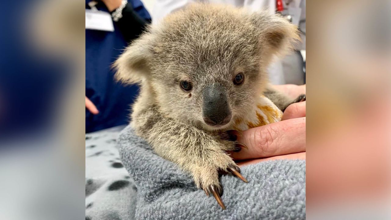 An orphaned koala joey is nestled in a pouch, sewn for it by a volunteer of the Animal Rescue Craft Guild. 