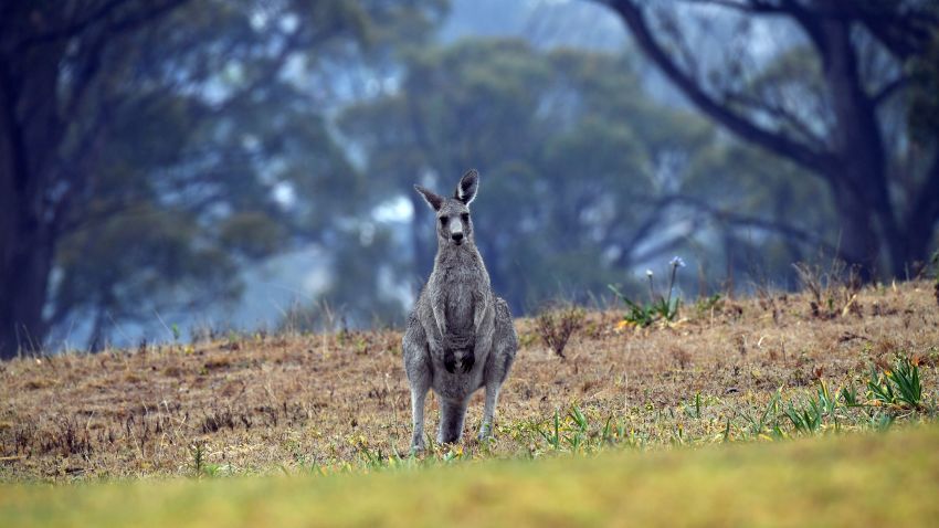 A kangaroo moves close to a residential area from bushland in Merimbula, in Australia's New South Wales state on January 6, 2020. - Massive bushfires have flared up in the vast country's southeast in a months-long crisis, killing nearly half a billion native animals in New South Wales state alone, scientists estimate. (Photo by SAEED KHAN / AFP) (Photo by SAEED KHAN/AFP via Getty Images)