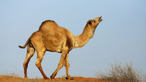 The number of wild camels in Australia has increased in recent years.