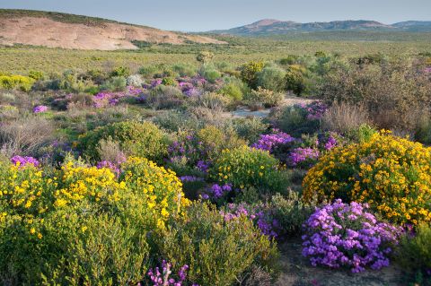 Namaqualand fynbos in flower, Namaqualand, Northern Cape, South Africa.