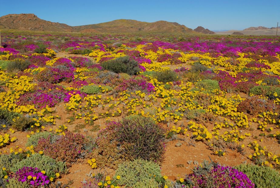 Flowers after heavy rainfall in the Succulent Karoo, Namaqualand, Namibia.