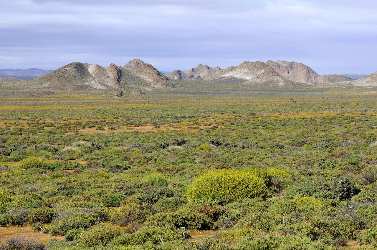 Typical vegetation consists mainly of succulent shrubs. This area is home to a third of the world's succulent species. Succulents -- like cacti and aloe plants -- survive extreme heat by storing moisture.