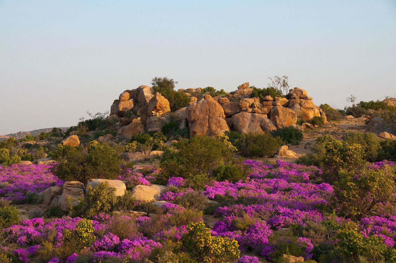 It is famous for its springtime blooms of wildflowers, which are a draw for thousands of tourists. Pictured, fynbos in flower, including ice plants.