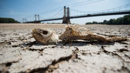 A fishbone lies on a dry part of the bed of the River Loire at Montjean-sur-Loire, western France on July 24, 2019, as drought conditions prevail over much of western Europe. - A new heatwave blasted into northern Europe that could set records in several countries, including France. (Photo by LOIC VENANCE / AFP)        (Photo credit should read LOIC VENANCE/AFP via Getty Images)