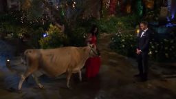 The Bachelor introductions