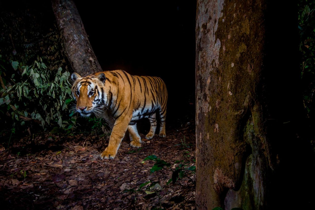 Camera traps allow researchers to discretely capture photos of wildlife, like this one of a tiger in Bardia National Park, Nepal. 