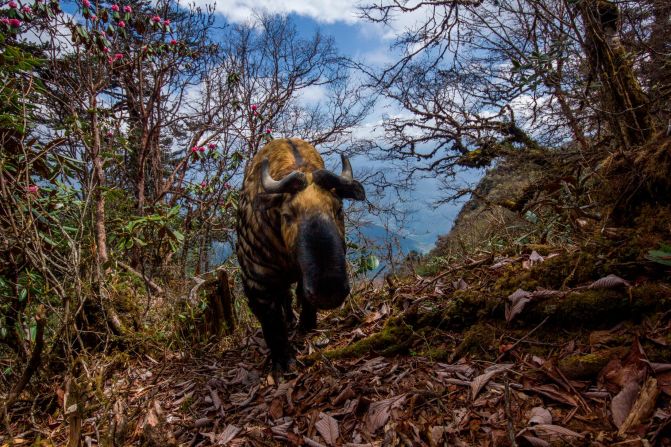 A takin in the Trongsa District of Bhutan. The takin is also known as the cattle chamois or gnu goat