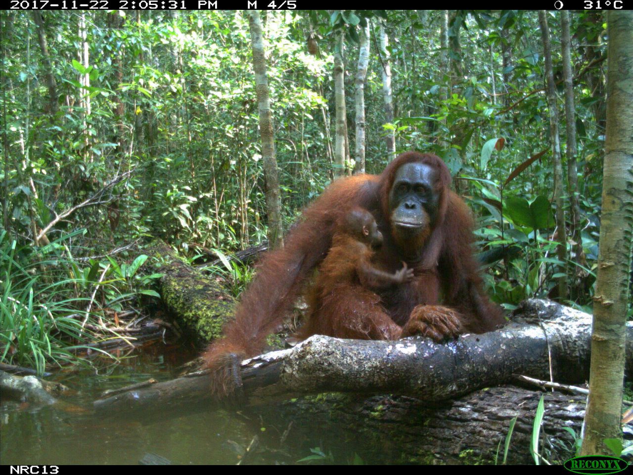 Wildlife Insights hopes its platform will encourage collaboration between researchers across the world. A Bornean orangutan with baby, captured by a camera trap in Indonesia.