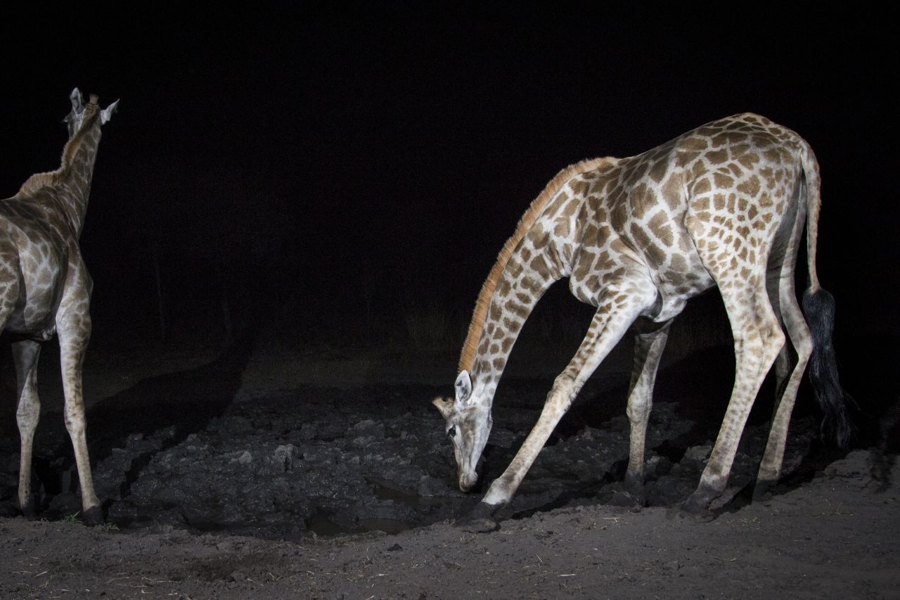 The platform uses AI to identify the animals in the images. Pictured, giraffes in the Zambezi Region of Namibia. 