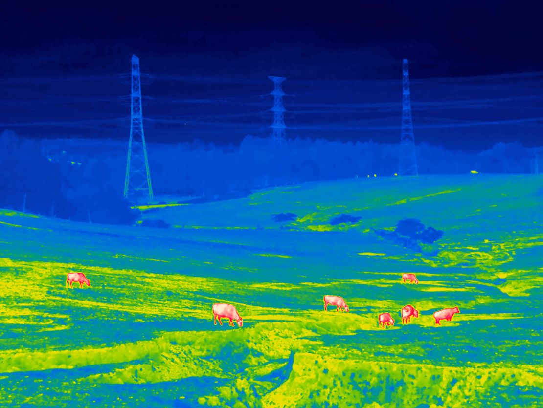 A farmer's cattle pictured grazing in the affected region.  