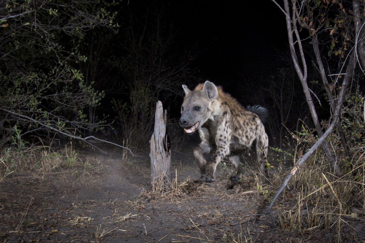 A spotted hyena in the Zambezi Region of Namibia.