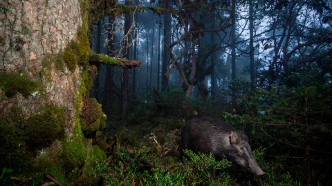 A camera-trap photo of a wild boar in the Trongsa District of Bhutan.