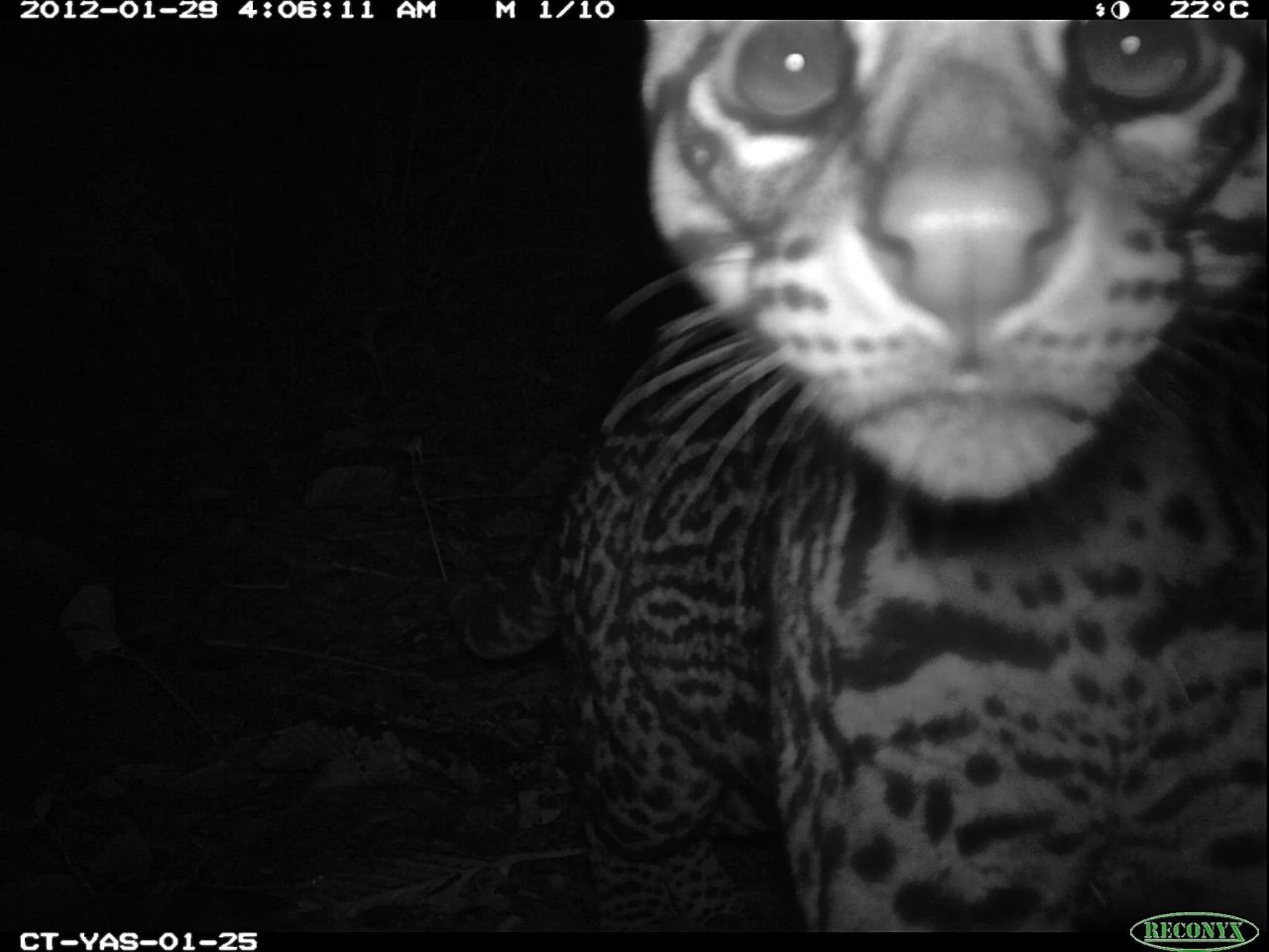 A curious ocelot getting up close to a camera trap.