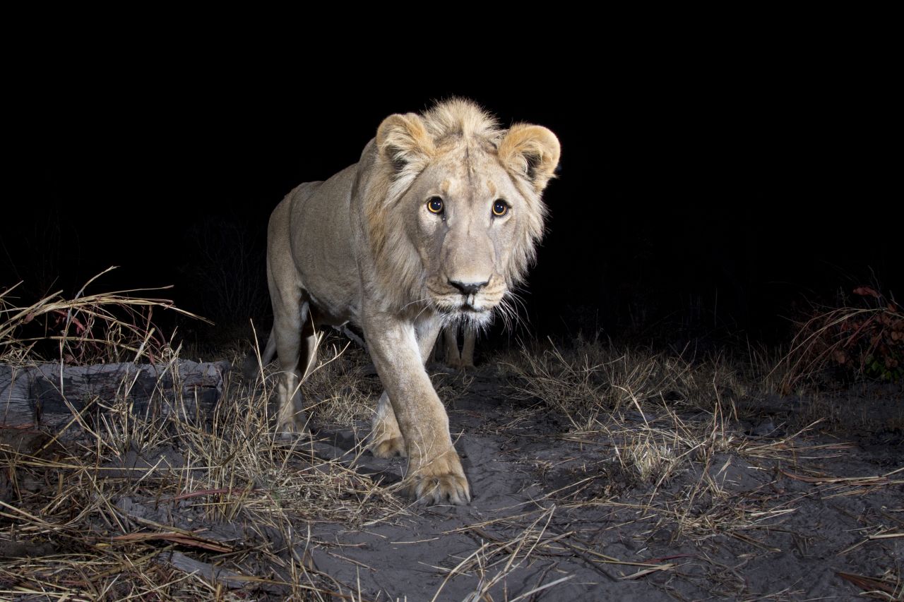 A male Lion in the Zambezi Region of Namibia 